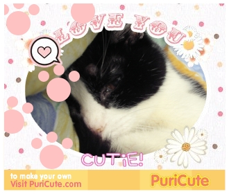 mon tit chat