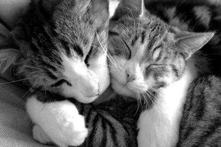 calin